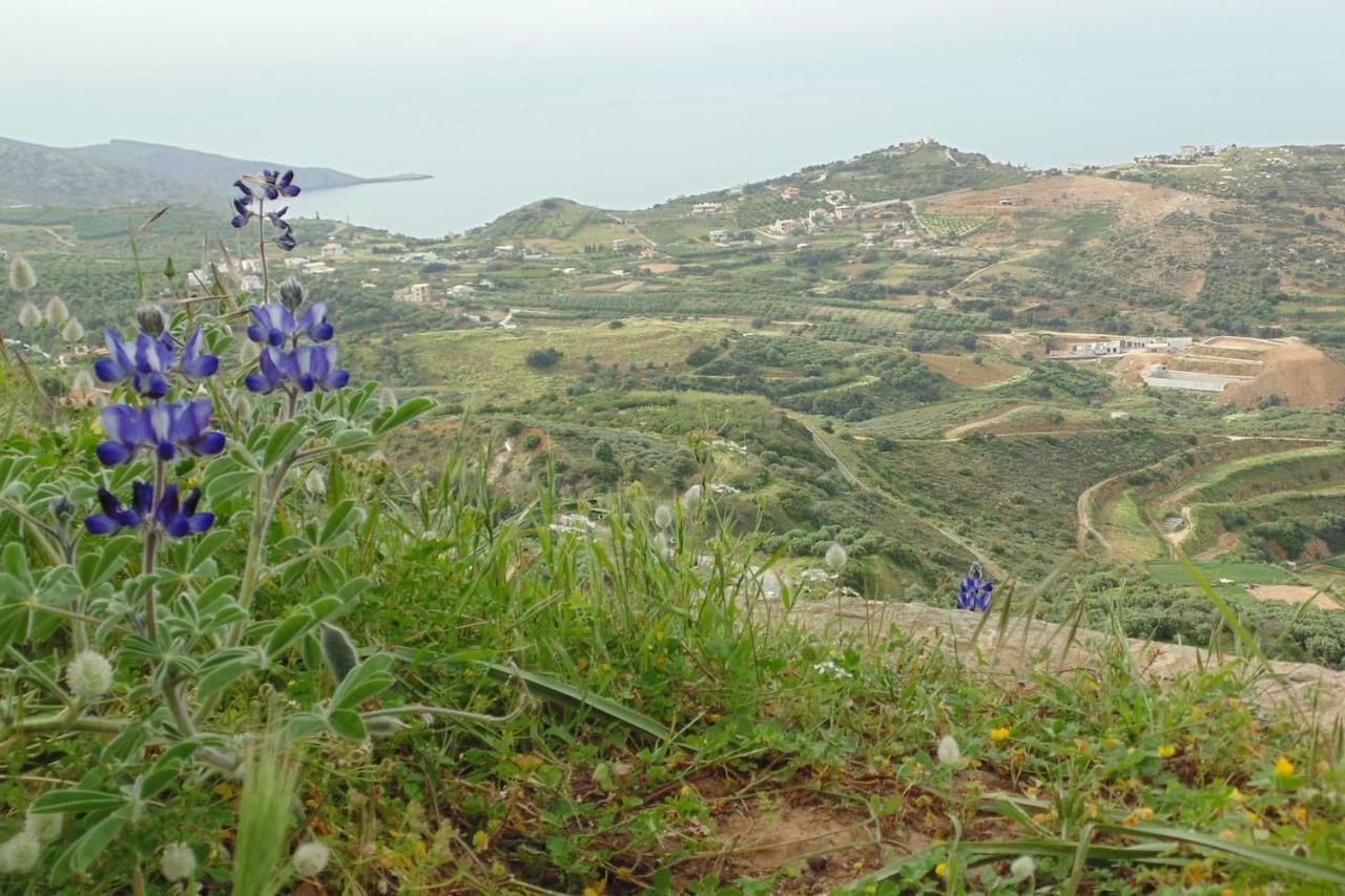 Olenia Residence Agia Pelagia Zewnętrze zdjęcie